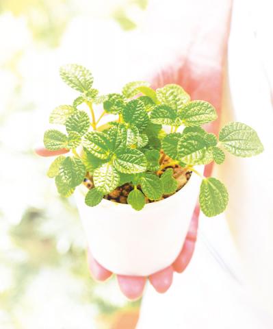 ミニ観葉植物の育て方まるわかりガイド。鉢の選び方からお手入れまで（サムネイル画像20）