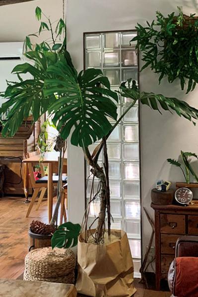 観葉植物のインテリア実例　古民家のような部屋＆コンクリート打ちっぱなしの壁（サムネイル画像4）