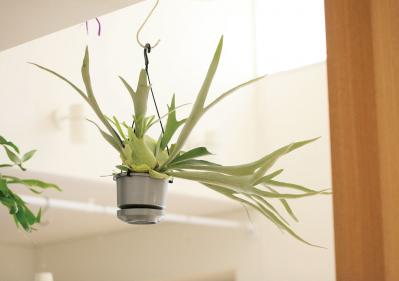 【ミニ観葉植物】人気15選！　人気ネットショップ「e -花屋さん」がおすすめ（サムネイル画像5）