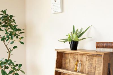 【ミニ観葉植物】人気15選！　人気ネットショップ「e -花屋さん」がおすすめ（サムネイル画像6）