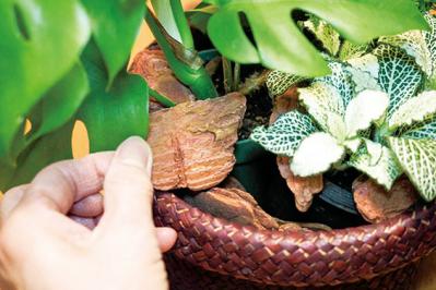 ミニ観葉植物の育て方まるわかりガイド。鉢の選び方からお手入れまで（サムネイル画像7）