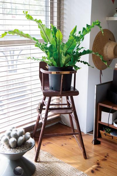 初めての私にもできそう！　プロが伝授　インドアグリーンのある心地いい空間のつくり方【観葉植物】（サムネイル画像4）