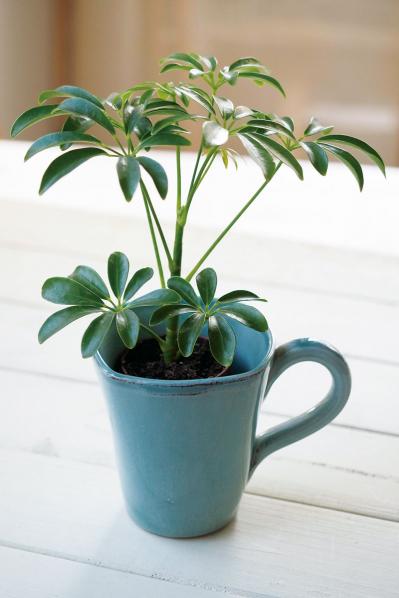 ミニ観葉植物の育て方まるわかりガイド。鉢の選び方からお手入れまで（サムネイル画像3）