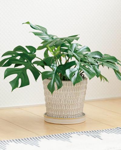 【ミニ観葉植物】人気15選！　人気ネットショップ「e -花屋さん」がおすすめ（サムネイル画像7）