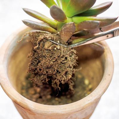 初心者でも簡単！多肉植物&サボテンの育て方。水やり、肥料、増やし方もわかる【保存版】（サムネイル画像7）