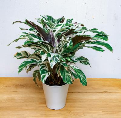 中型&大型の観葉植物おすすめ13選。家の中で育てるシンボルツリー　（サムネイル画像6）