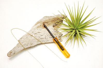 【観葉植物】エアプランツを流木に固定したらこうなった！　【チランジア】のディスプレーアイディア５（サムネイル画像2）