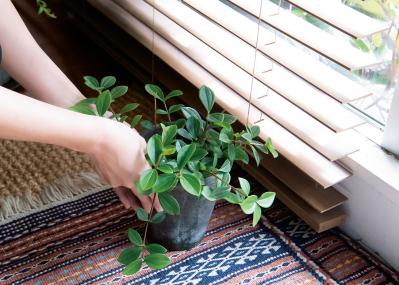 【観葉植物の育て方 Q＆A】元気がない、葉が落ちた、旅行中は、虫対策、お風呂に置いていい？ 18の質問にプロが回答（サムネイル画像2）