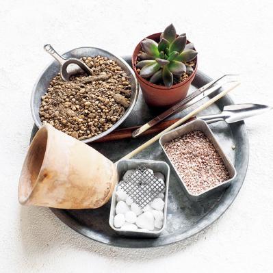 初心者でも簡単！多肉植物&サボテンの育て方。水やり、肥料、増やし方もわかる【保存版】（サムネイル画像3）