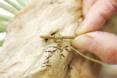 【観葉植物】エアプランツを流木に固定したらこうなった！　【チランジア】のディスプレーアイディア５（サムネイル画像7）