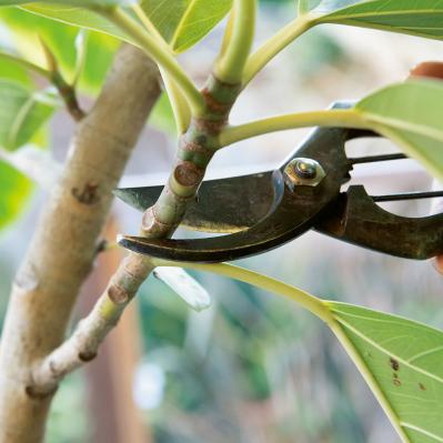 中型&大型観葉植物の育て方。置き場所、水やり、肥料、植えかえ、鉢の大きさは？（サムネイル画像7）