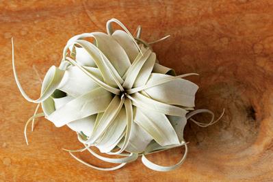 【ミニ観葉植物】人気15選！　人気ネットショップ「e -花屋さん」がおすすめ（サムネイル画像18）