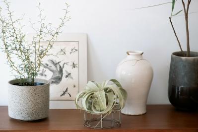 【観葉植物】エアプランツを流木に固定したらこうなった！　【チランジア】のディスプレーアイディア５（サムネイル画像11）