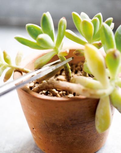 初心者でも簡単！多肉植物&サボテンの育て方。水やり、肥料、増やし方もわかる【保存版】（サムネイル画像12）