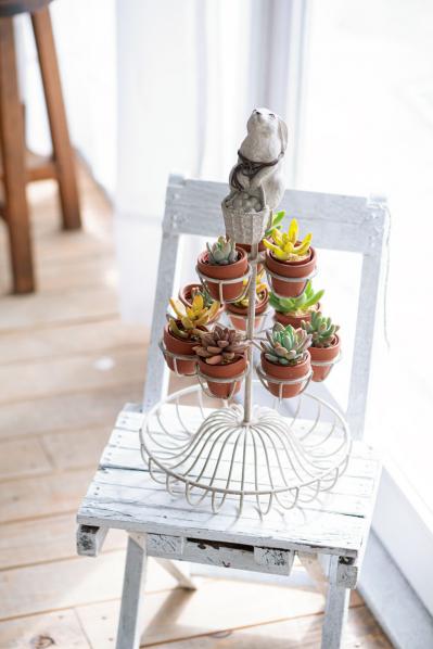 おしゃれなインドアグリーンに！【多肉植物＆サボテン＋雑貨】のアレンジ５　（サムネイル画像3）