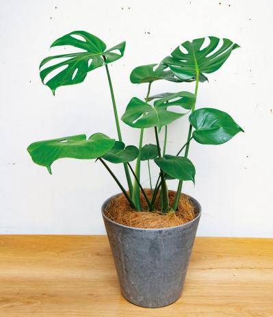 中型&大型の観葉植物おすすめ13選。家の中で育てるシンボルツリー　（サムネイル画像4）