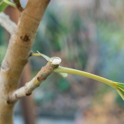 中型&大型観葉植物の育て方。置き場所、水やり、肥料、植えかえ、鉢の大きさは？（サムネイル画像8）