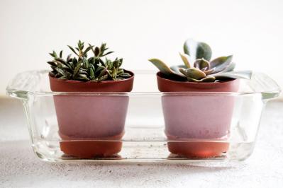 初心者でも簡単！多肉植物&サボテンの育て方。水やり、肥料、増やし方もわかる【保存版】（サムネイル画像2）