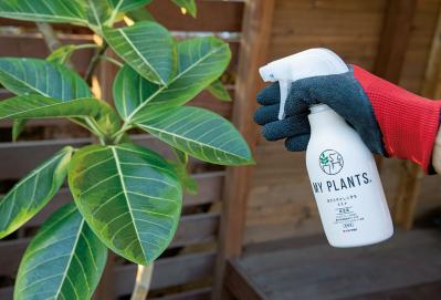 【観葉植物の育て方 Q＆A】元気がない、葉が落ちた、旅行中は、虫対策、お風呂に置いていい？ 18の質問にプロが回答（サムネイル画像3）