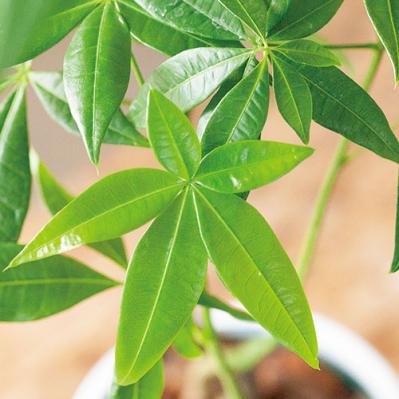 【ミニ観葉植物】人気15選！　人気ネットショップ「e -花屋さん」がおすすめ（サムネイル画像10）