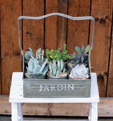 おしゃれなインドアグリーンに！【多肉植物＆サボテン＋雑貨】のアレンジ５　（サムネイル画像8）