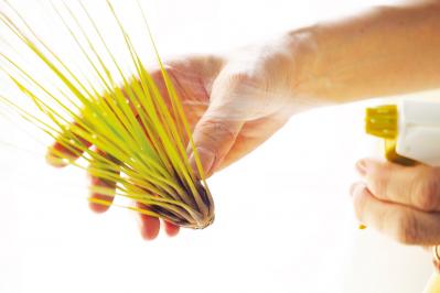 【保存版】エアプランツ「チランジア」の管理ポイント|水やり、光と温度、お手入れ、風通し、ソーキング【観葉植物】（サムネイル画像4）