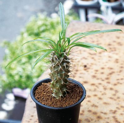 初心者でも育てやすい！多肉植物のおすすめ25選＋小さなサボテン４選（サムネイル画像12）