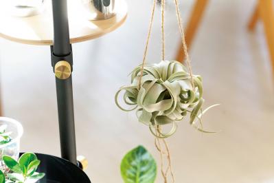 【ミニ観葉植物】人気15選！　人気ネットショップ「e -花屋さん」がおすすめ（サムネイル画像16）