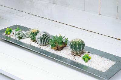 おしゃれなインドアグリーンに！【多肉植物＆サボテン＋雑貨】のアレンジ５　（サムネイル画像6）