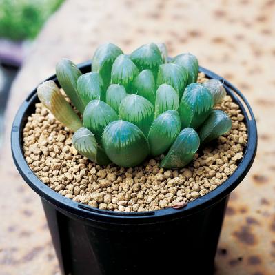 初心者でも育てやすい！多肉植物のおすすめ25選＋小さなサボテン４選（サムネイル画像6）