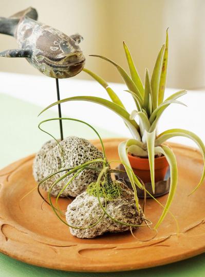 【観葉植物】エアプランツを流木に固定したらこうなった！　【チランジア】のディスプレーアイディア５（サムネイル画像9）