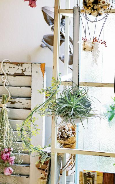 【観葉植物】エアプランツを流木に固定したらこうなった！　【チランジア】のディスプレーアイディア５（サムネイル画像10）