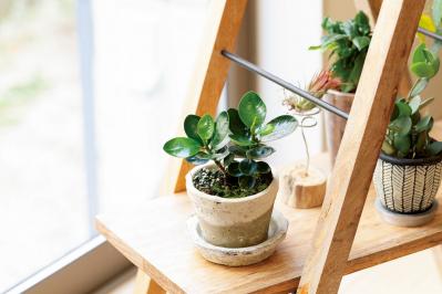 【ミニ観葉植物】人気15選！　人気ネットショップ「e -花屋さん」がおすすめ（サムネイル画像13）