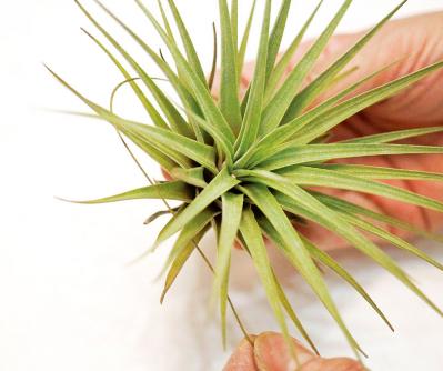 【観葉植物】エアプランツを流木に固定したらこうなった！　【チランジア】のディスプレーアイディア５（サムネイル画像5）