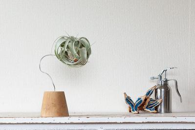 【ミニ観葉植物】人気15選！　人気ネットショップ「e -花屋さん」がおすすめ（サムネイル画像17）