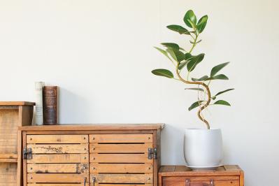 【ミニ観葉植物】人気15選！　人気ネットショップ「e -花屋さん」がおすすめ（サムネイル画像24）