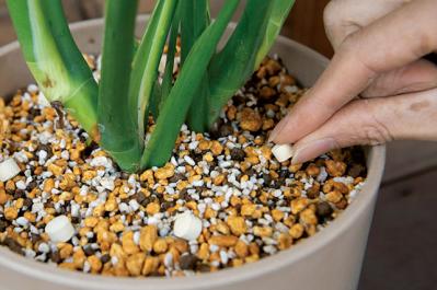 中型&大型観葉植物の育て方。置き場所、水やり、肥料、植えかえ、鉢の大きさは？（サムネイル画像5）