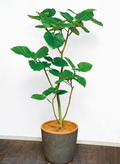 中型&大型の観葉植物おすすめ13選。家の中で育てるシンボルツリー　（サムネイル画像8）