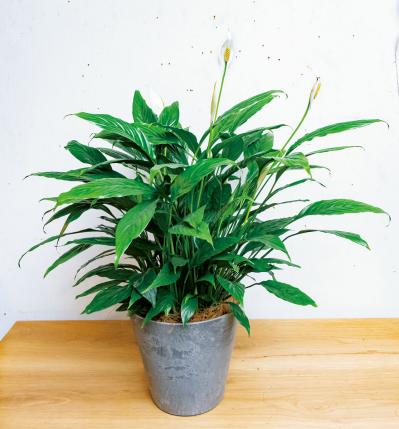 中型&大型の観葉植物おすすめ13選。家の中で育てるシンボルツリー　（サムネイル画像5）