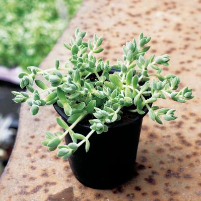 初心者でも育てやすい！多肉植物のおすすめ25選＋小さなサボテン４選（サムネイル画像5）