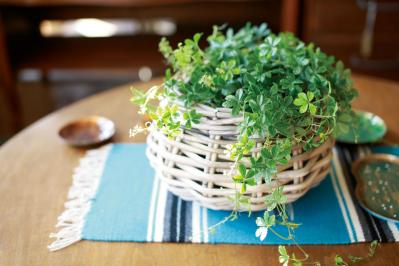 【ミニ観葉植物】人気15選！　人気ネットショップ「e -花屋さん」がおすすめ（サムネイル画像15）