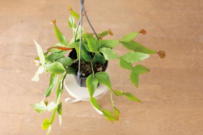 【ミニ観葉植物】人気15選！　人気ネットショップ「e -花屋さん」がおすすめ（サムネイル画像19）