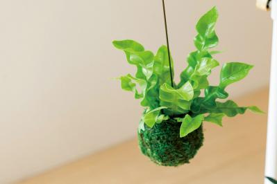 【ミニ観葉植物】人気15選！　人気ネットショップ「e -花屋さん」がおすすめ（サムネイル画像12）
