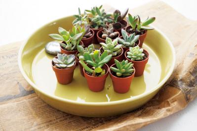 おしゃれなインドアグリーンに！【多肉植物＆サボテン＋雑貨】のアレンジ５　（サムネイル画像2）