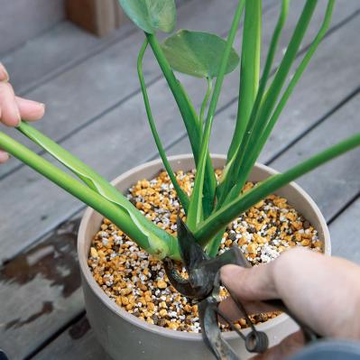 中型&大型観葉植物の育て方。置き場所、水やり、肥料、植えかえ、鉢の大きさは？（サムネイル画像9）
