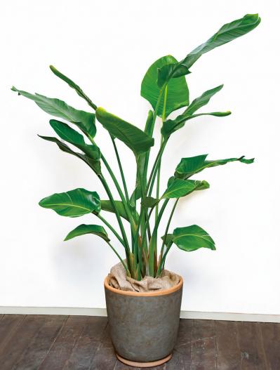 中型&大型の観葉植物おすすめ13選。家の中で育てるシンボルツリー　（サムネイル画像9）