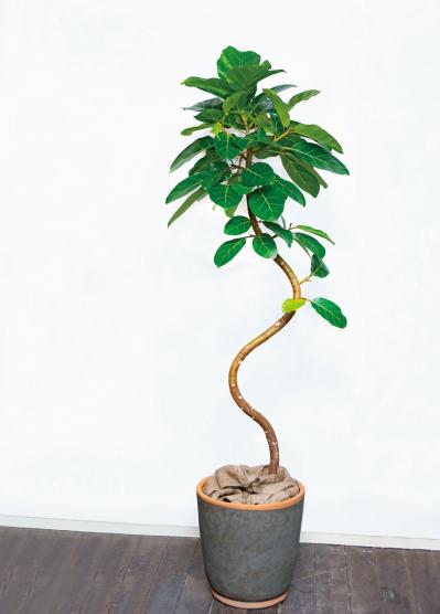 中型&大型の観葉植物おすすめ13選。家の中で育てるシンボルツリー　（サムネイル画像12）