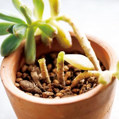 初心者でも簡単！多肉植物&サボテンの育て方。水やり、肥料、増やし方もわかる【保存版】（サムネイル画像11）