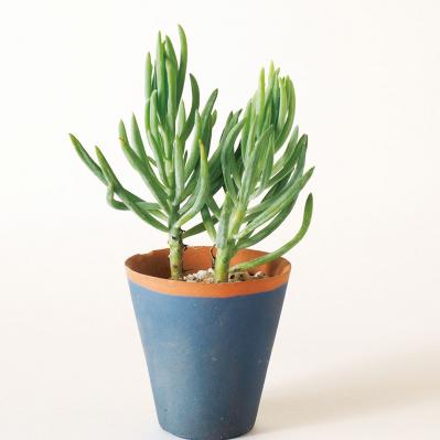 初心者でも育てやすい！多肉植物のおすすめ25選＋小さなサボテン４選（サムネイル画像11）