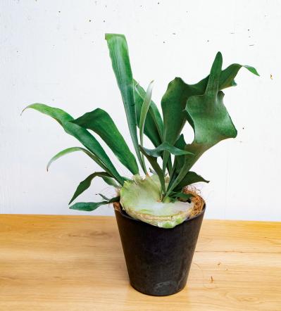 中型&大型の観葉植物おすすめ13選。家の中で育てるシンボルツリー　（サムネイル画像3）